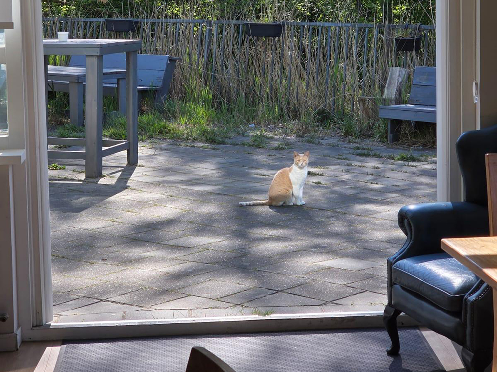 De buurtkat komt langs.